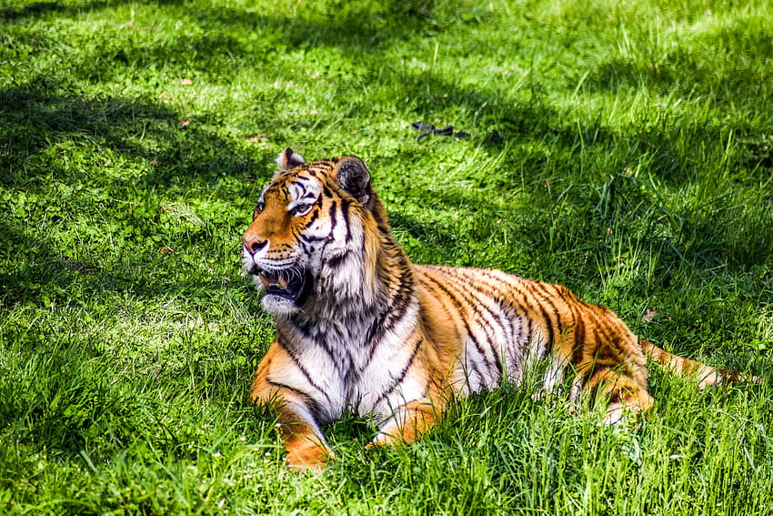 Zwierzęta, trawa, kłamstwa, drapieżnik, duży kot, tygrys Tapeta HD