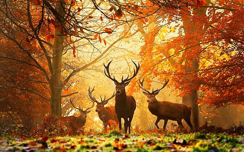 Animals, Autumn, Deers HD wallpaper