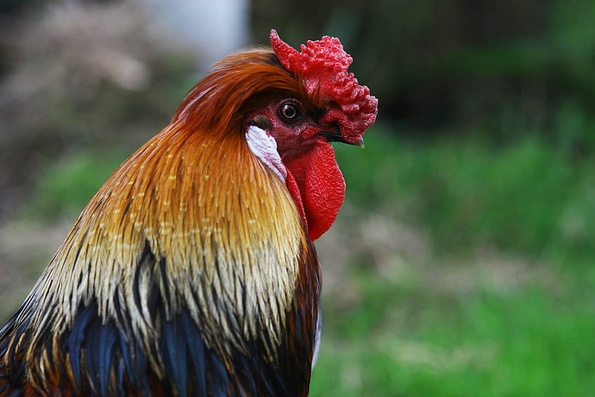 Animals, Bird, Profile, Rooster, Cock HD wallpaper