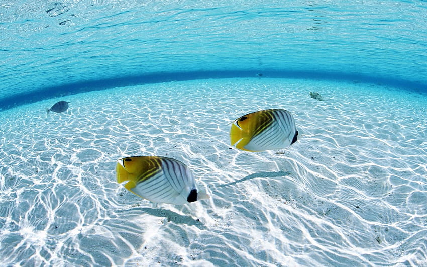 Clear water fishes, sea, animals, sands, underwater, fish HD wallpaper