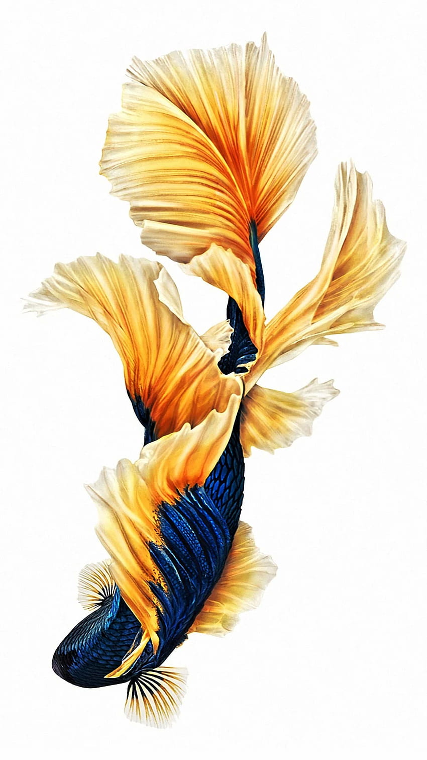 IPhone 6s Plus With High Resolution Pixel IPhone Fish , iPhone 6 Fish HD  phone wallpaper | Pxfuel