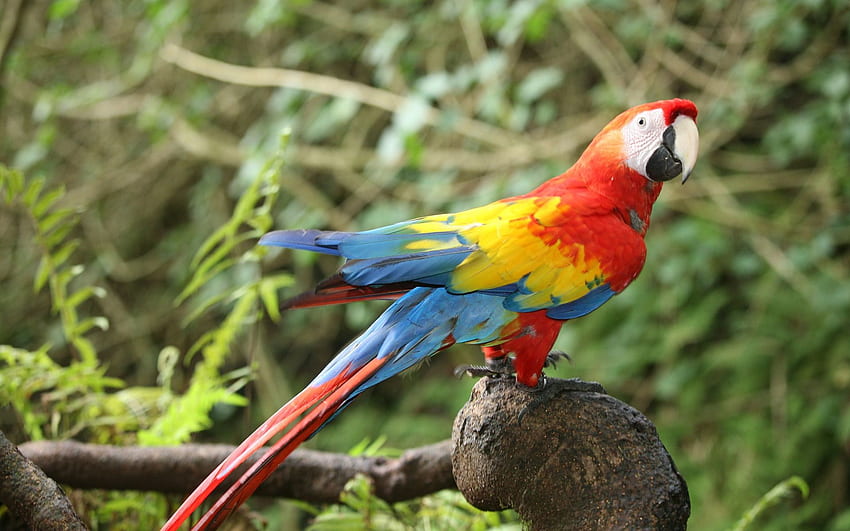 Scarlet macaw, beautiful red parrot, macaw, tropical birds, South America for with resolution . High Quality HD wallpaper