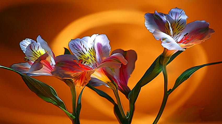 Miłość matki, kolorowa, kochająca, dzieląca się, troskliwa, tulipany, piękna, abstrakcyjna, kwiatowa, romantyczna Tapeta HD