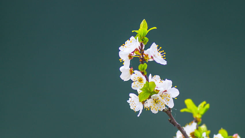 White Apple Tree Flowers Petals Green Leaves Tree Branches In Light Teal Green Background graphy HD wallpaper
