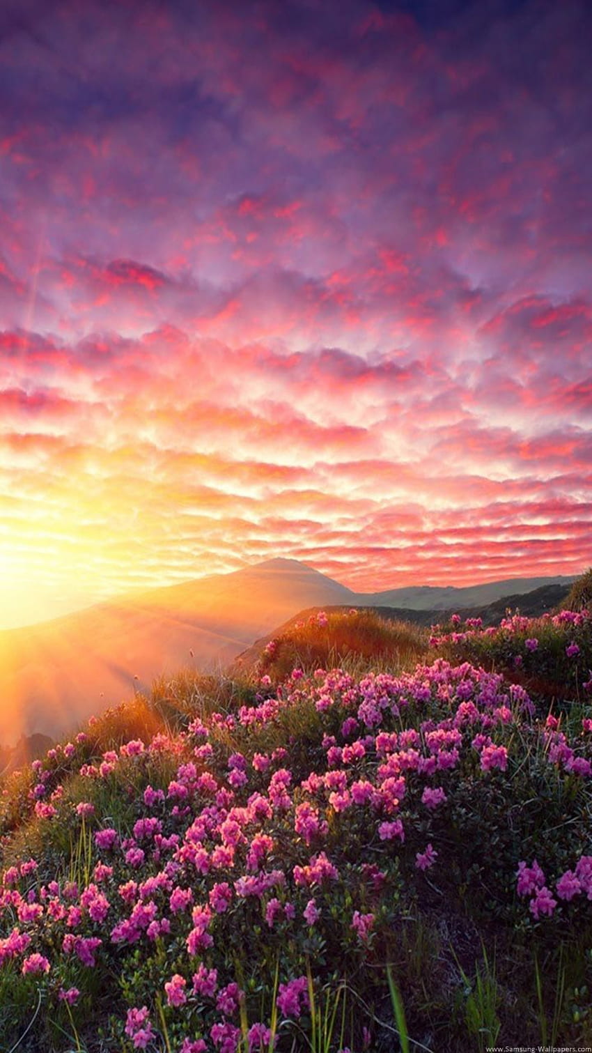 アイフォン。 空, 自然, ピンク, 自然の風景, 雲, 花, ピンクの風景 HD電話の壁紙