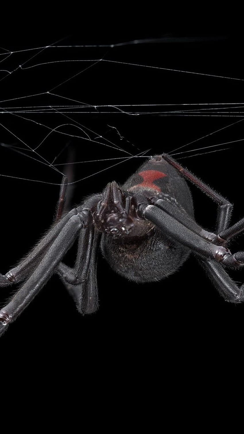 Spider, Web, Black Background IPhone 8 7 6 6S, Black Widow Spiders HD phone wallpaper