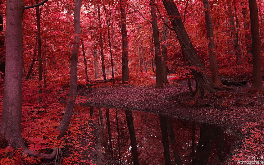 Bosque Rojo 25828, Selva Roja fondo de pantalla