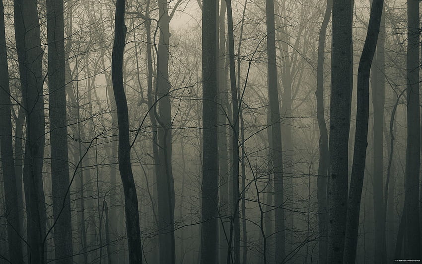 foresta raccapricciante e nebbiosa Sfondo HD