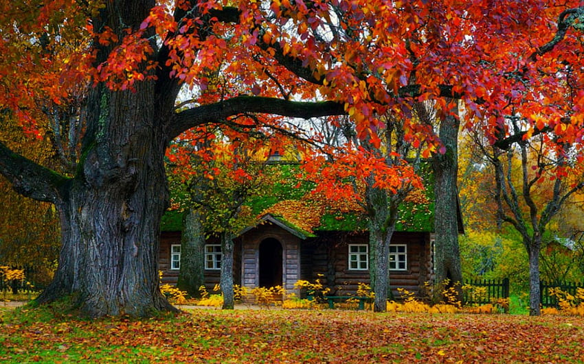 Hermoso lugar, casa, otoño, naturaleza, bosque, árbol. fondo de pantalla