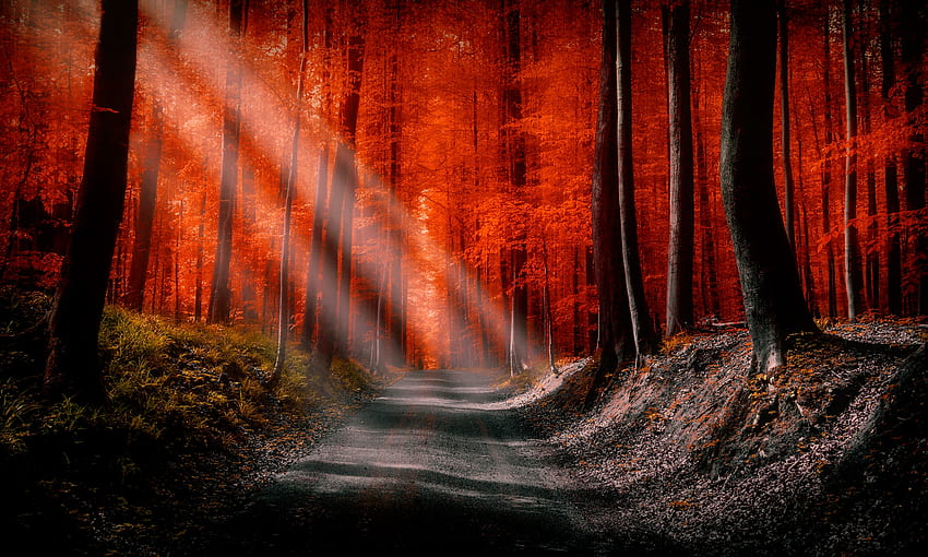 Sunlight in autumn forest, sunlight, path, fall, sunbeams, beautiful, walk, trees, autumn, forest HD wallpaper