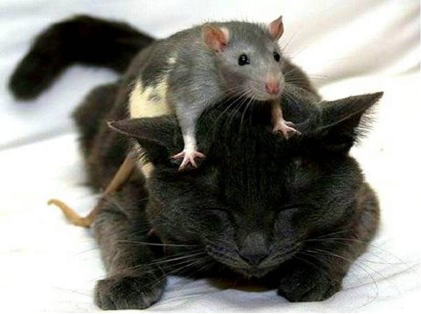 Katze und Ratte, süße Katze und Ratte, schlafende Katze und Ratte, Süsse HD-Hintergrundbild