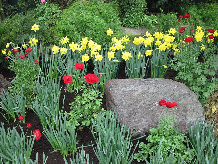 Healing flowers 10, graphy, yellow, green, red, Flowers, garden, Daffodils HD wallpaper