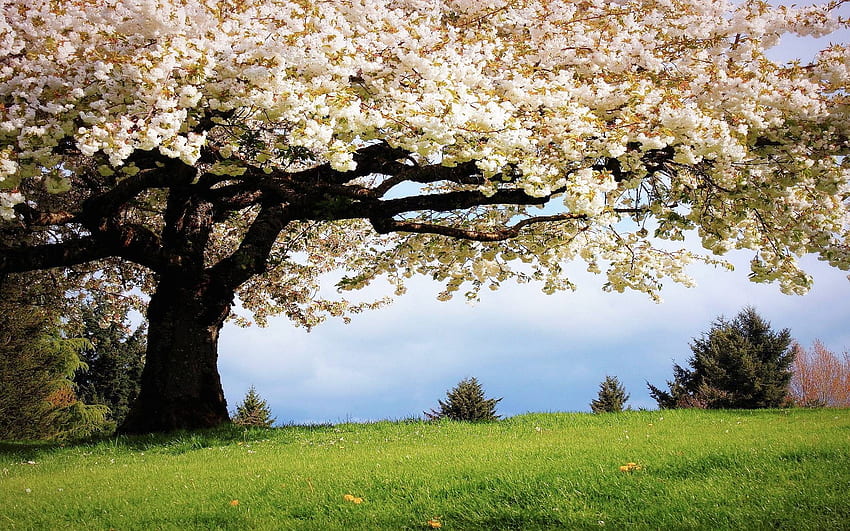 Пролетни цветове, пейзаж, небе, дърво, цветове HD тапет