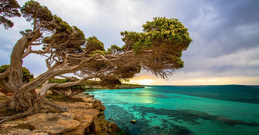 해안 나무 포트 링컨 사우스 오스트레일리아., 호주 풍경 HD 월페이퍼