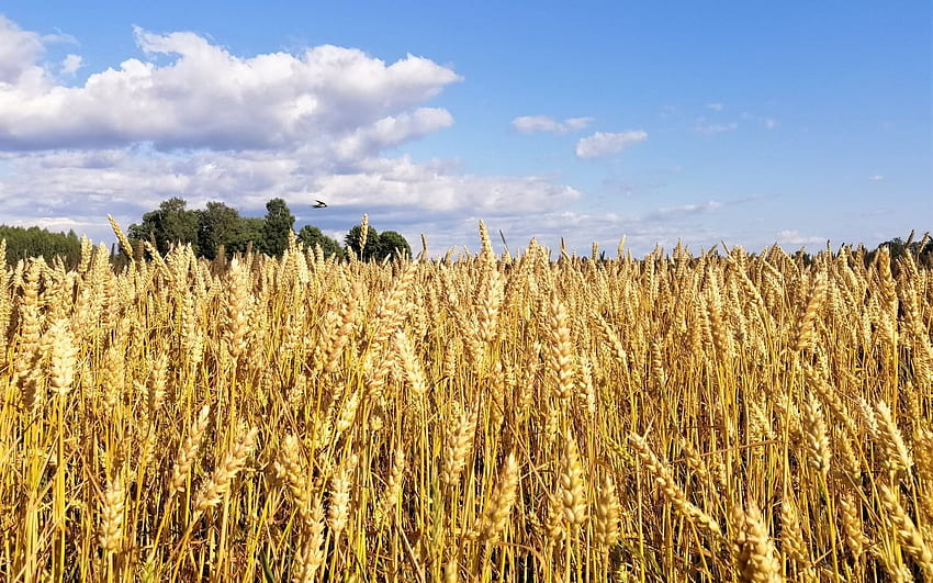 Letonya'da mısır tarlası, bulutlar, Letonya, mısır tarlası, doğa HD duvar kağıdı