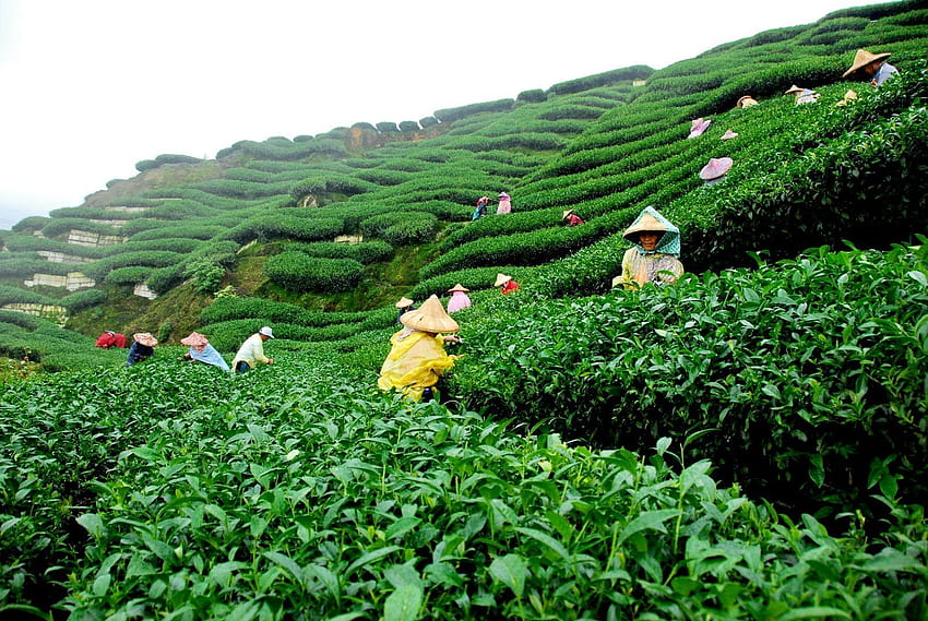 Красиви градини със зелен чай. Чаена градина, Чаено имение HD тапет