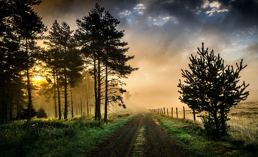 Country Road, field, trees, fields, road, country, flora, sunrise HD wallpaper