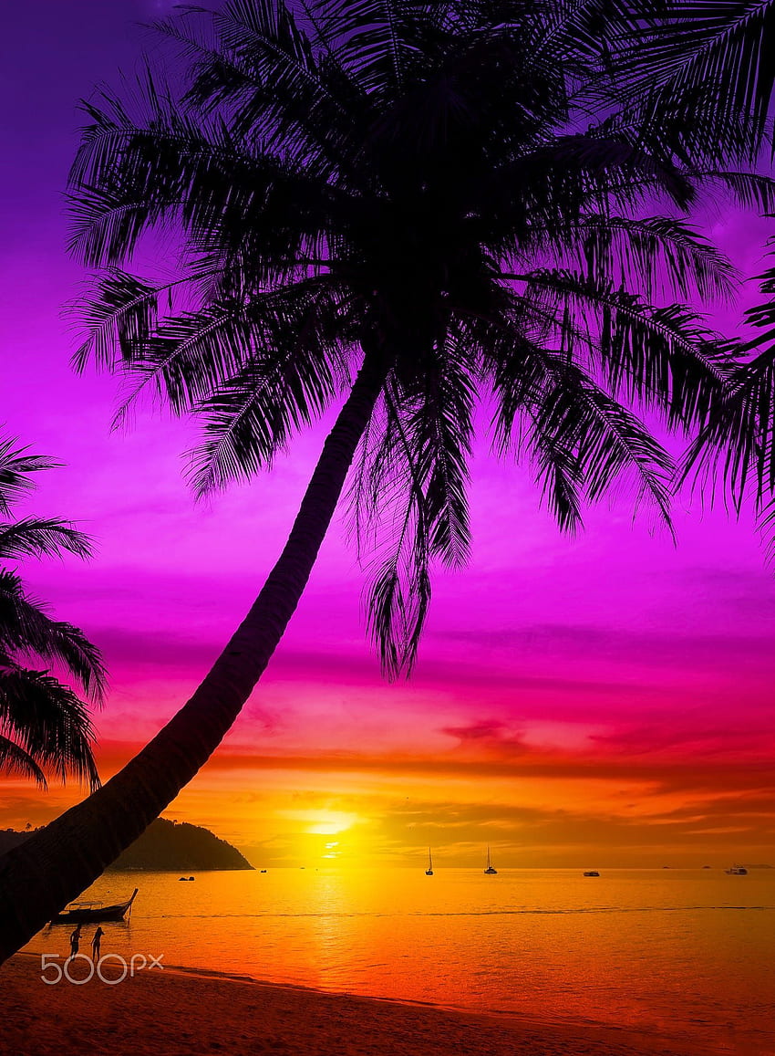 Palmensilhouette am tropischen Strand bei Sonnenuntergang. Palmensilhouette, Baumsilhouette, schöne Landschaften, lila tropischer Sonnenuntergangsstrand HD-Handy-Hintergrundbild