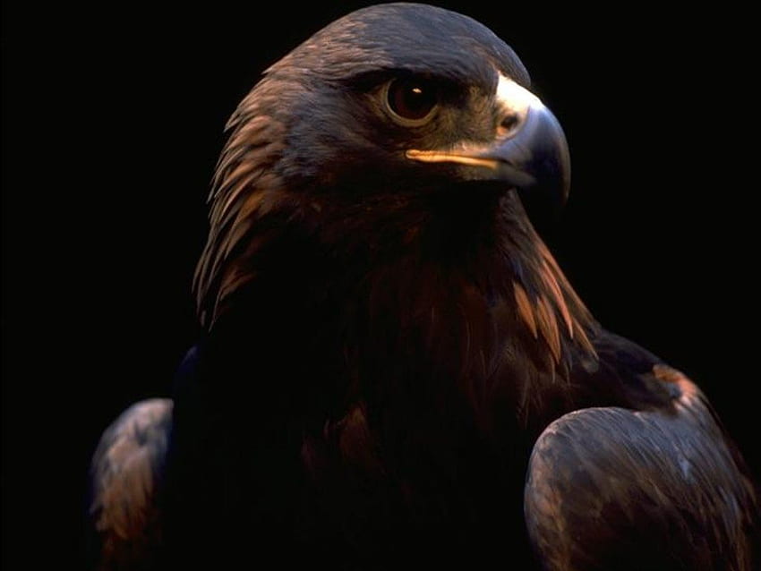 aigle noir, noir, oiseaux, aigle, animaux, yeux Fond d'écran HD