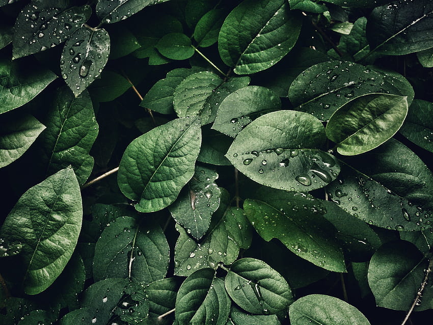 4K Plants Leaves Stalks Wallpaper  3840x2160