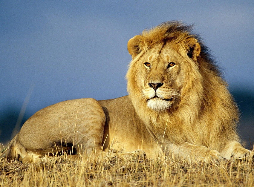 Animals, Grass, Lie, To Lie Down, Lion, Mane, King Of Beasts, King Of The Beasts HD wallpaper
