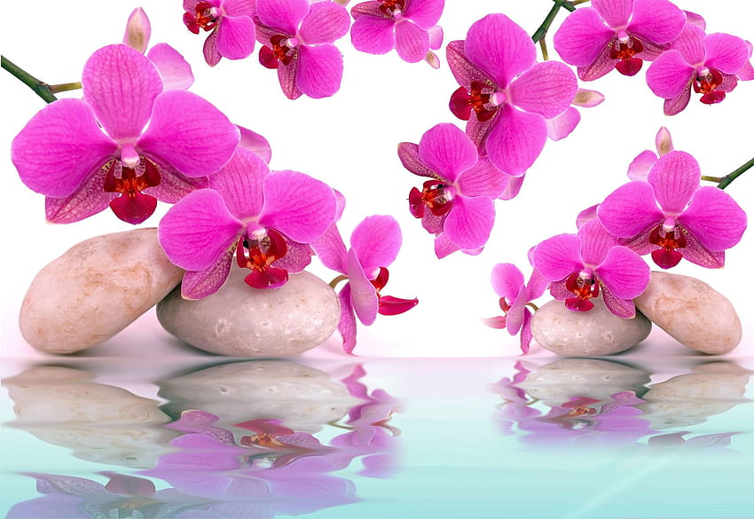 꽃: 낮 물 반사 리플렉션 스파 오키드 핑크, 물 속의 난초 HD 월페이퍼