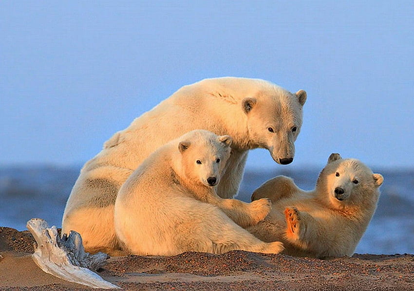 Bear: Sea Bears Family Snow Cold Tender Polar Time Cute Bear HD wallpaper