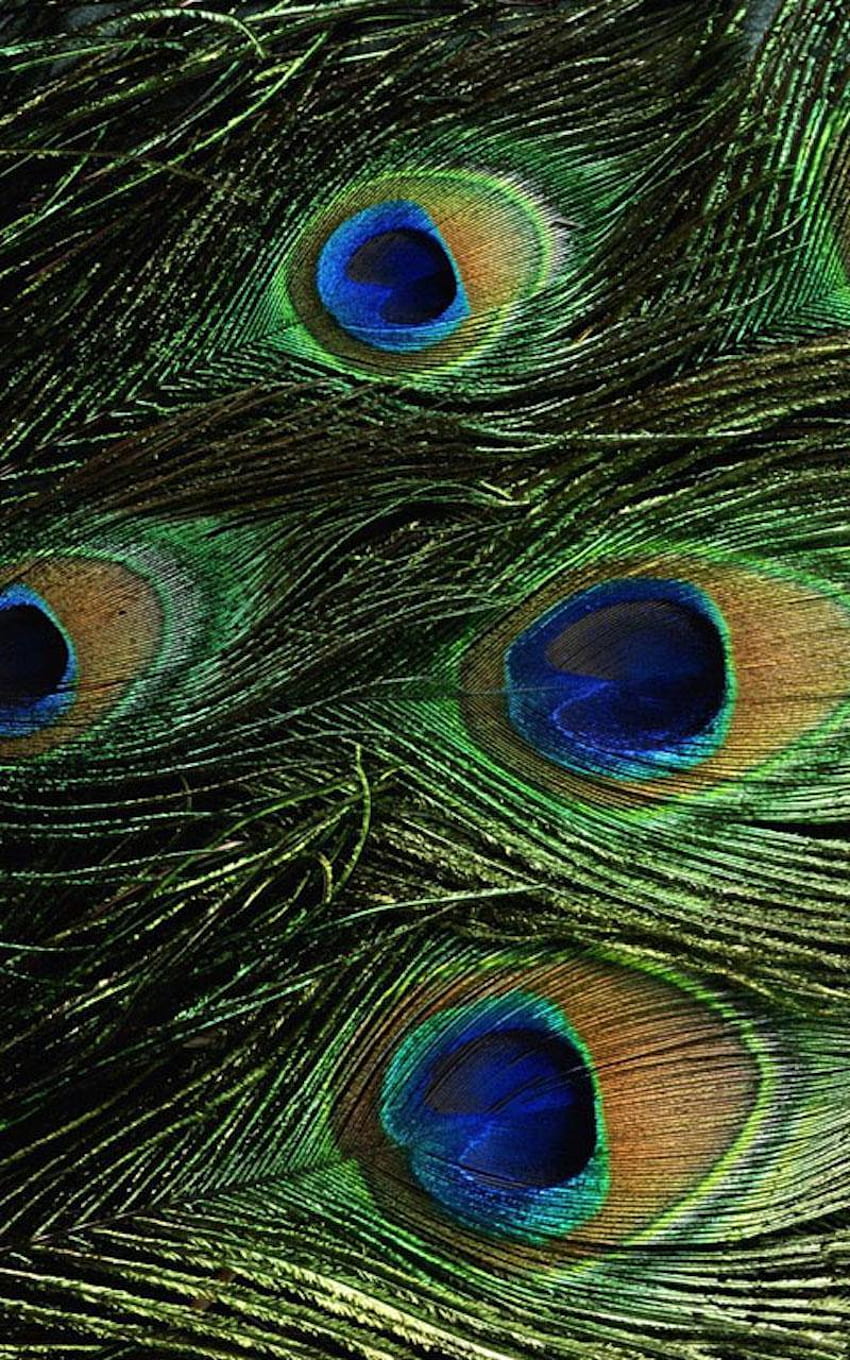 Peacock Feather for Android, Mor Pankh HD phone wallpaper | Pxfuel