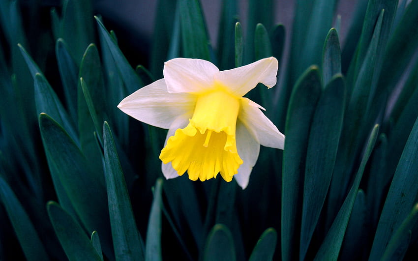 One and Only, daffodil, white, yellow, flower, spring, blossom HD wallpaper