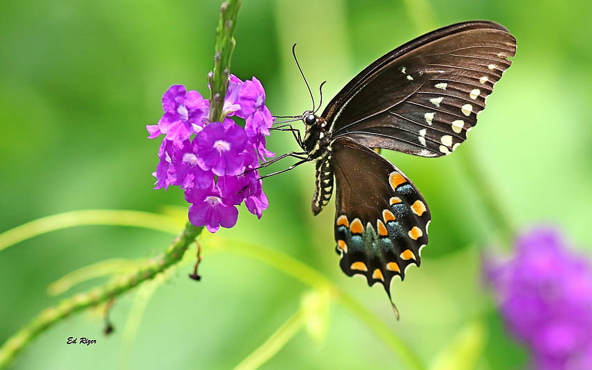 Spicebush Swallowtail on Porterweed, nature, butterfly, macro, flower HD wallpaper