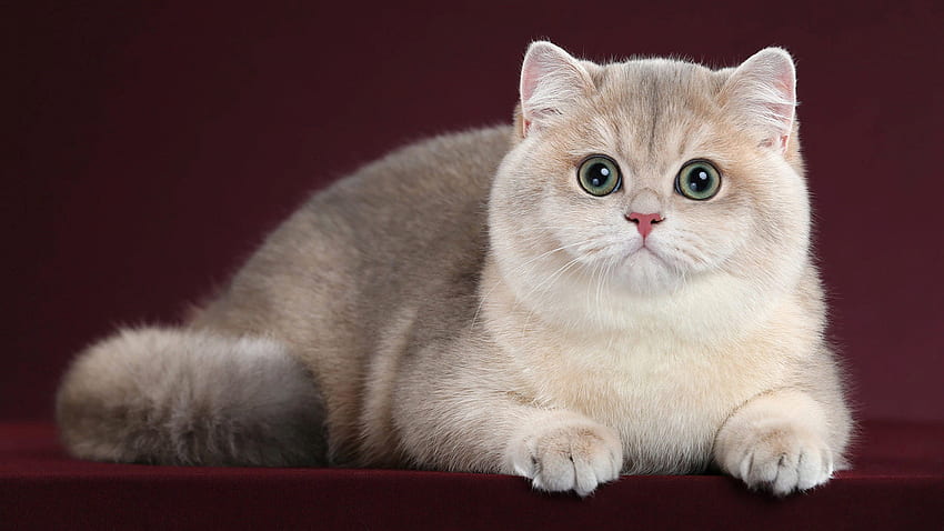 White Grey Cat With Stare Look Is Sitting In Maroon Color Background Cat HD wallpaper