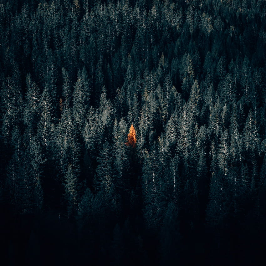 Alam, Musim Gugur, Pemandangan Dari Atas, Gelap, Hutan, Kontras wallpaper ponsel HD