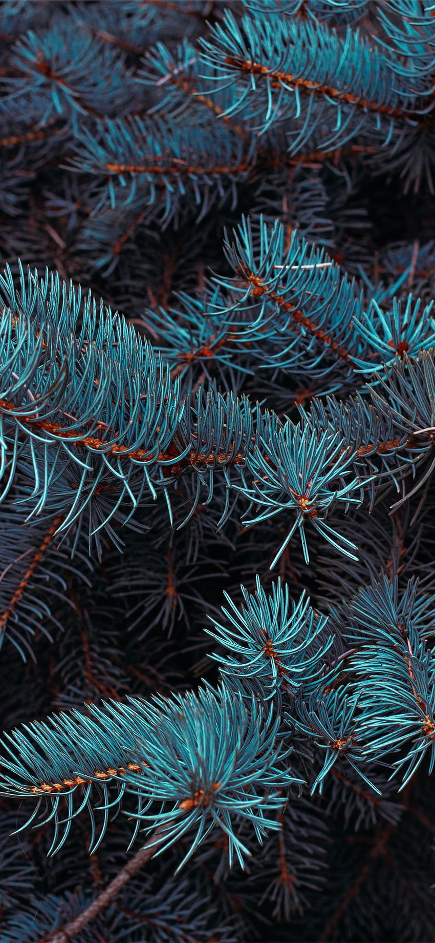 Green pine tree in close up graphy iPhone X, Pine Branch HD phone ...