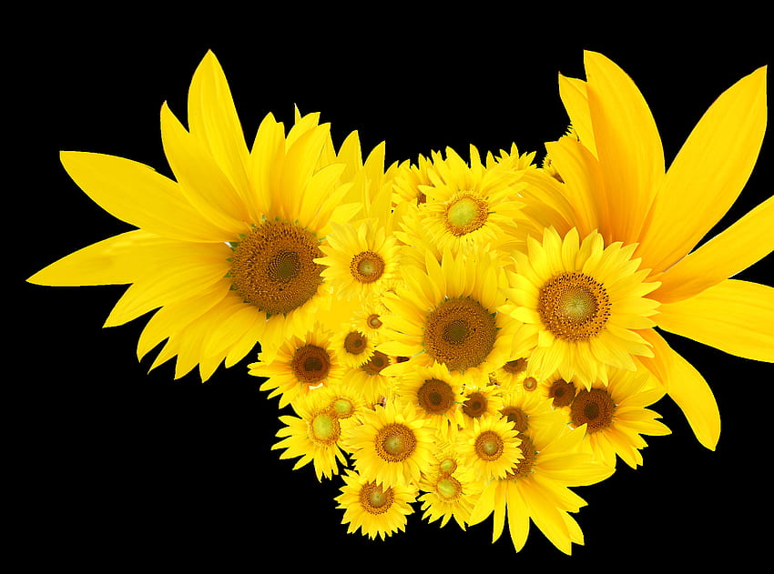 Słoneczniki Wspólny słonecznik Clip Art - Słonecznik. Dekoracja pszczoły, słonecznik, słonecznik png, realistyczny słonecznik Tapeta HD