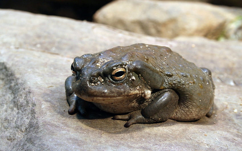 Animals, Rock, Stone, Frog, Toad HD wallpaper