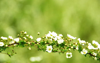 Trees, branches, flowers: Thưởng thức hình ảnh về các cây cối, nhánh cành và hoa cùng nhau tạo nên một thế giới sinh động và đầy màu sắc. Cây cối hiện diện khắp nơi, tượng trưng cho sự sống và tình yêu thiên nhiên. Những đóa hoa liên tục nở rộ, là minh chứng cho sự tuần hoàn và thăng hoa của cuộc sống.