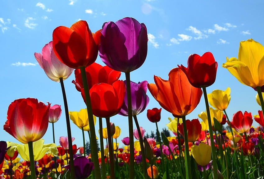 Fiori, cielo, tulipani, nuvole, sciolti, sciolti, soleggiati Sfondo HD