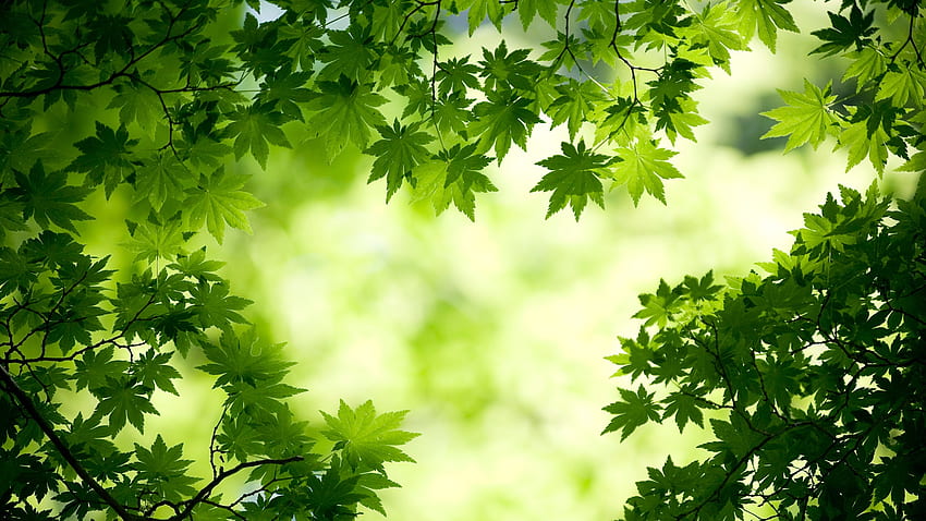Die 10 grünen Farben der Natur – gut für Ihre Augen, augenberuhigend HD-Hintergrundbild