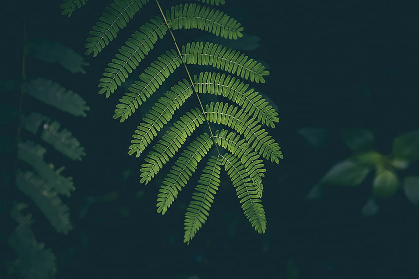 ธรรมชาติ พืช เฟิร์น แผ่น ใบไม้ วอลล์เปเปอร์ HD