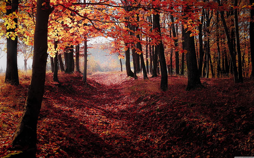 秋、森の木、紅葉ウルトラ 高画質の壁紙