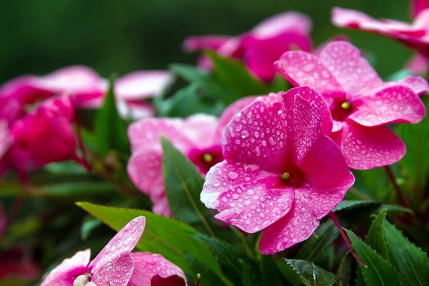Сутрешни цветя, сутрин, градина, капки, цветя, роса, растат, красиви, мокри, розови, листа HD тапет