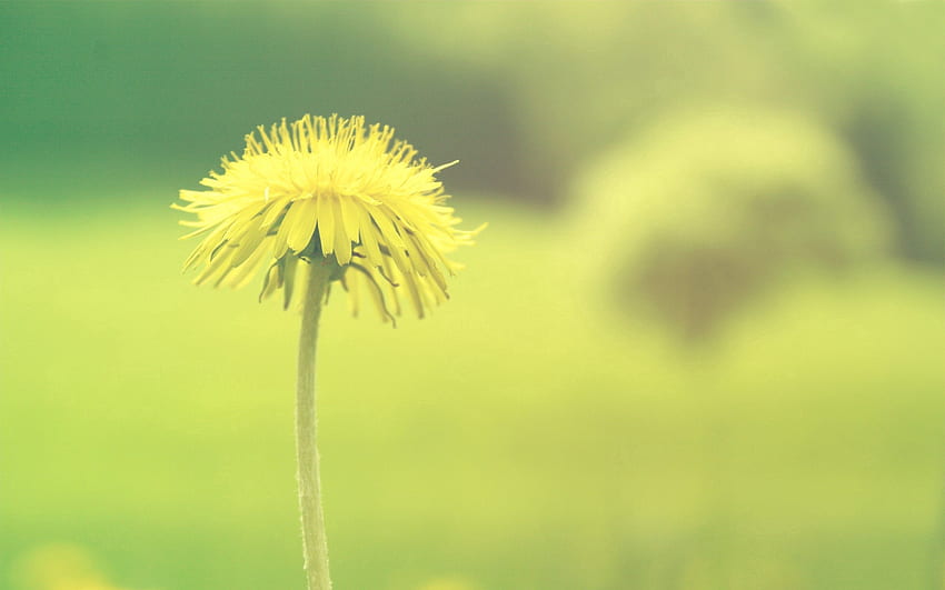 Background, Flower, Plant, Macro, Blur, Smooth, Dandelion HD wallpaper