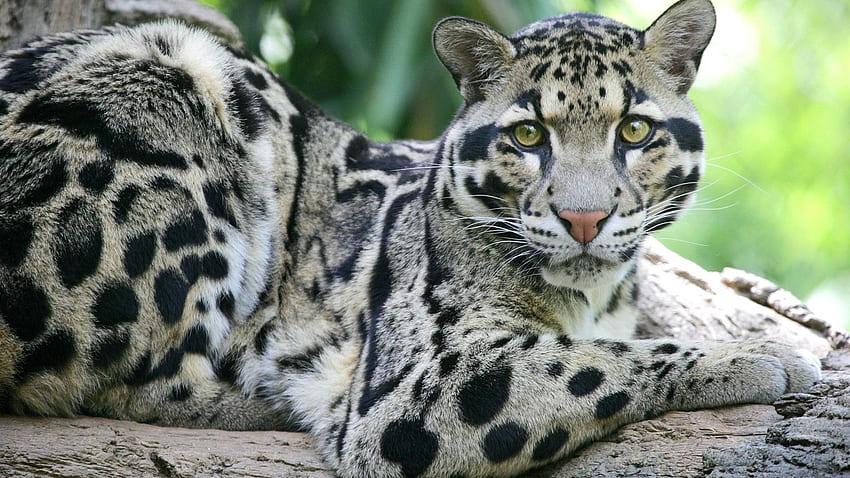 Animales, hocico, manchado, manchado, depredador, gato grande, leopardo nublado de Sundan, leopardo ahumado de Sundan fondo de pantalla
