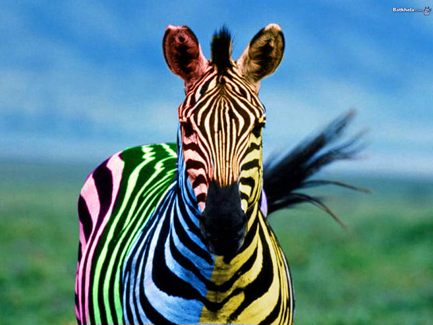 Zebra molto colorata, regno animale, colorata, bella, zebra Sfondo HD