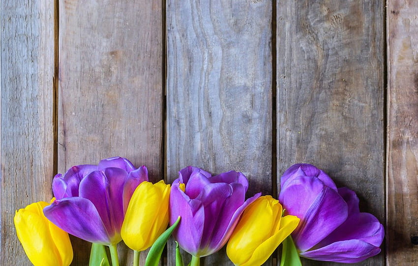 flowers, yellow, purple, tulips, fresh, yellow, wood HD wallpaper