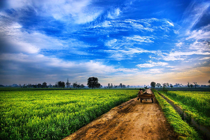 Landwirtschaft, Feld HD-Hintergrundbild