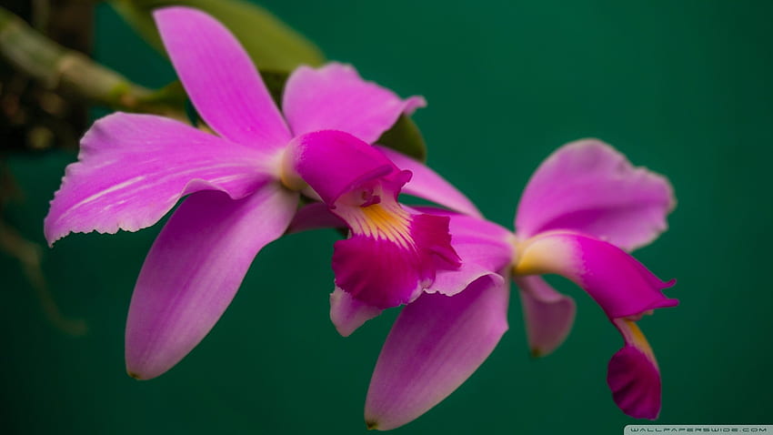 Cattleya Violacea Orchids Flowers ❤ for, Orchid Zen HD wallpaper