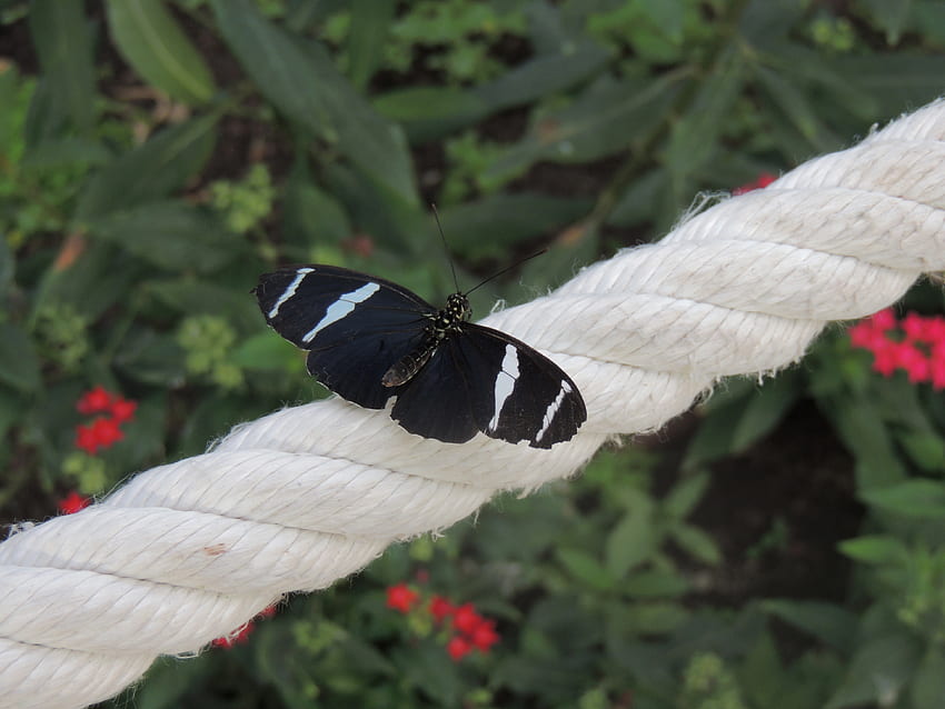 Plants, Animals, Cable, Butterfly, Braiding, Weaving, Rope HD wallpaper