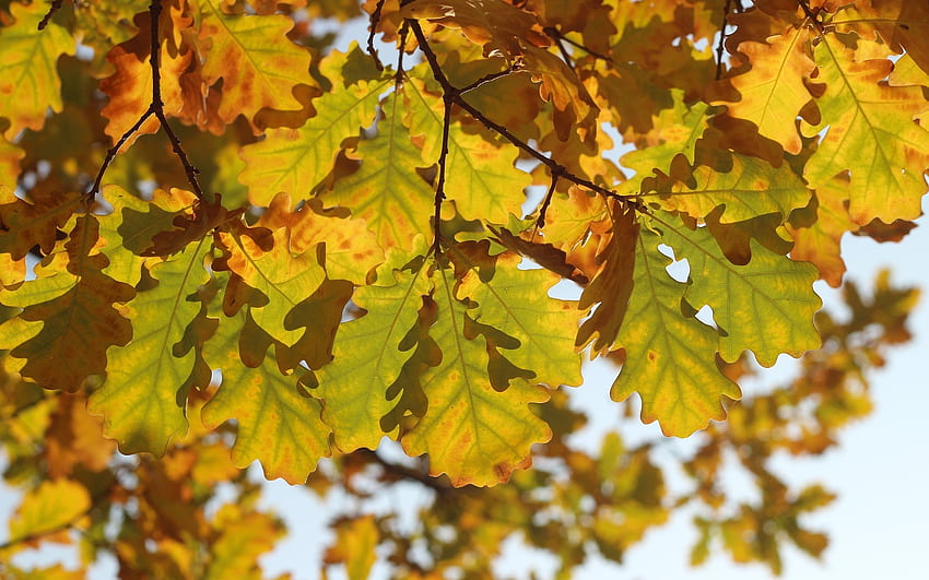 Oak Leaves, autumn, leaves, oak, tree HD wallpaper | Pxfuel