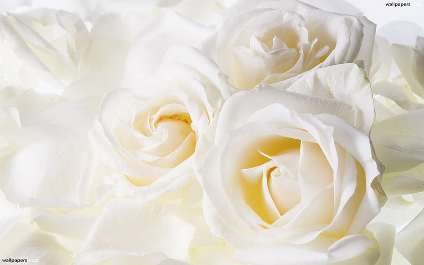 Beautiful white roses, Gold and White HD wallpaper